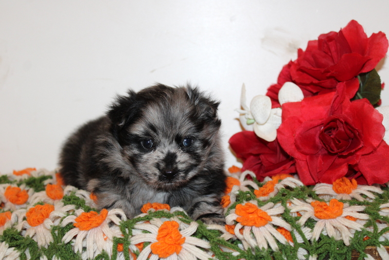 puppy, for, sale, Pomsky, Matthew B. Stoltzfus, dog, breeder, Gap, PA, dog-breeder, puppy-for-sale, forsale, nearby, find, puppyfind, locator, puppylocator, aca